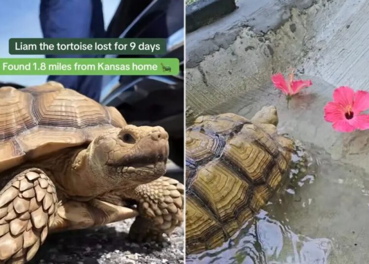 Missing tortoise reunited with family after Missouri search