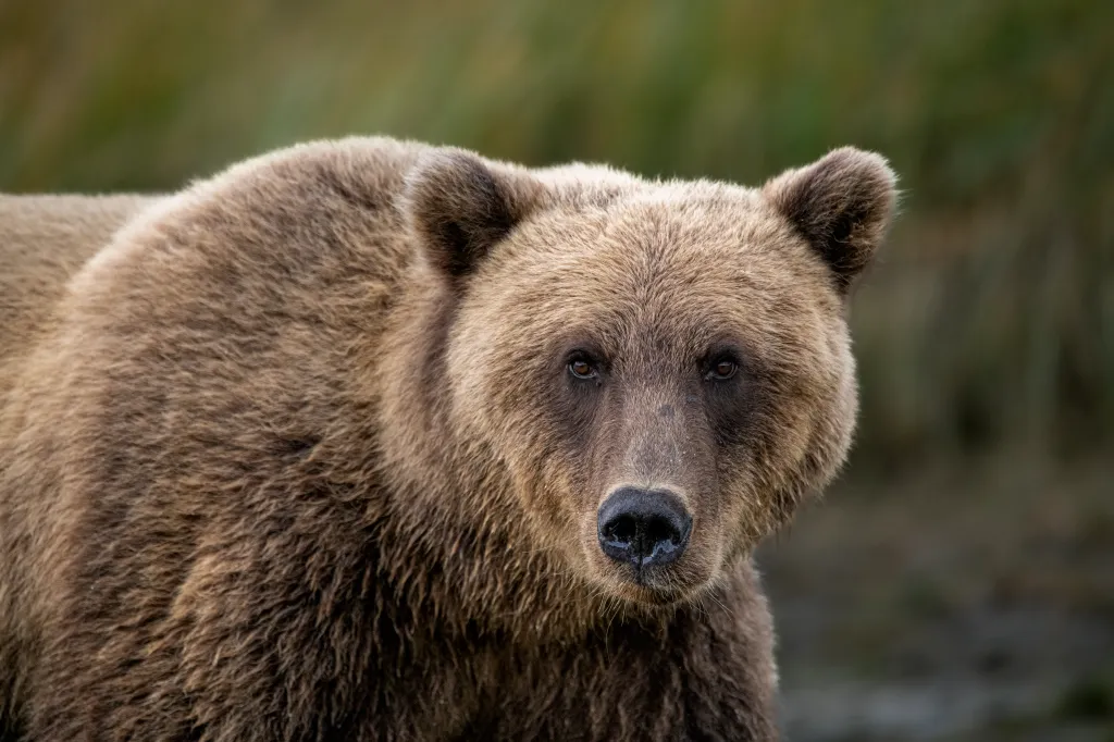A brown bear stares directly at the camera.