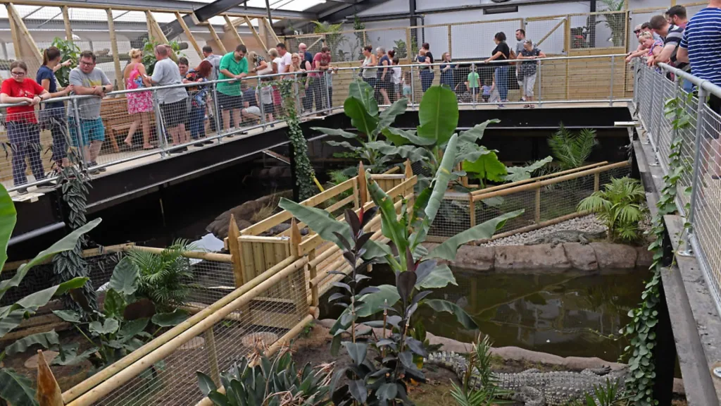 Visitors on a raised walkway overlooking a crocodile enclosure at Johnson's of Old Hurst.