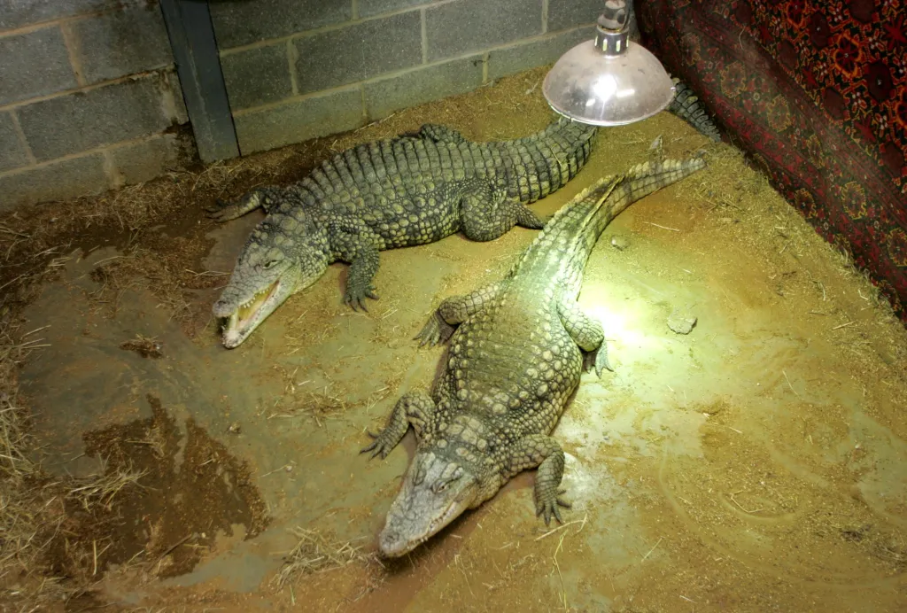 Two crocodiles lying on a dirt floor, one with its mouth open, under a heat lamp.