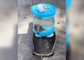 We Are Intrigued by This Man Taking His Pet Octopus for a Walk Around His Neighborhood