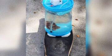 We Are Intrigued by This Man Taking His Pet Octopus for a Walk Around His Neighborhood