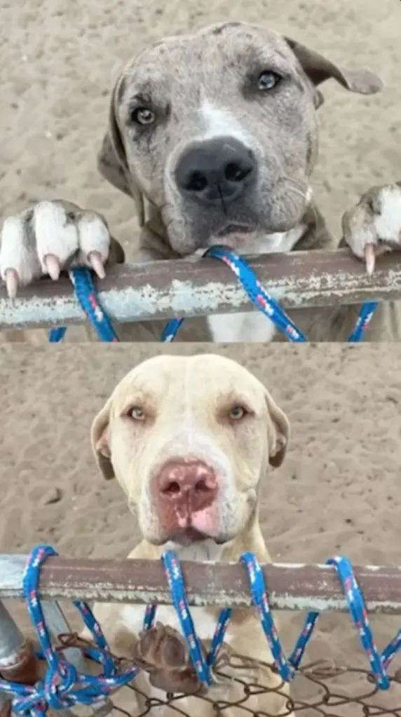 Collage of two dogs, Max and Mako, looking over a fence.