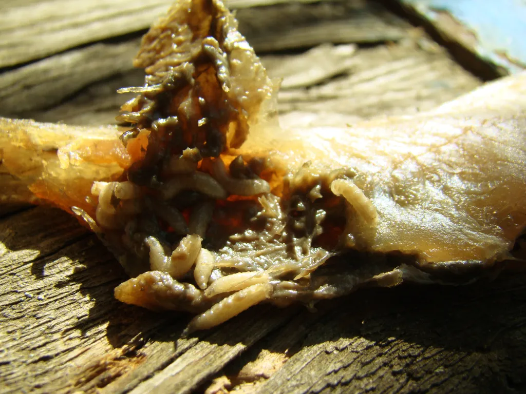 Meat fly larvae eating dead flesh.