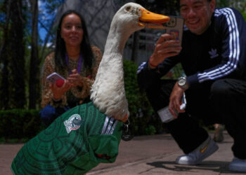 Merlin, the Duck in a Mexico World Cup Team Jersey, Finds Unexpected Fame