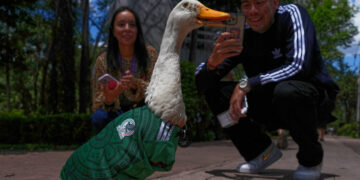 Merlin, the Duck in a Mexico World Cup Team Jersey, Finds Unexpected Fame