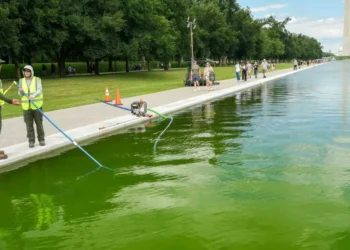 Laughter as workers put peroxide in algae-filled Reflecting Pool’: ‘0 scientists in admin’