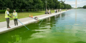 Laughter as workers put peroxide in algae-filled Reflecting Pool’: ‘0 scientists in admin’
