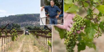 Furious Napa Valley vineyards facing oblivion as crucifying new fees drop: ‘Can see where this ends’