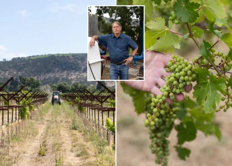 Furious Napa Valley vineyards facing oblivion as crucifying new fees drop: ‘Can see where this ends’