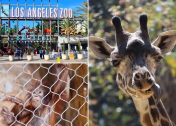 LA Zoo sees visitors disappear as city resists critical change that would save iti can add it too, just lmk
