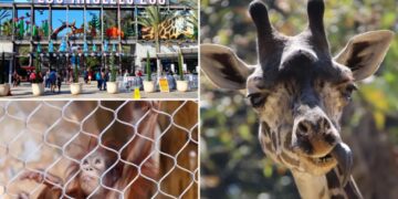 LA Zoo sees visitors disappear as city resists critical change that would save iti can add it too, just lmk