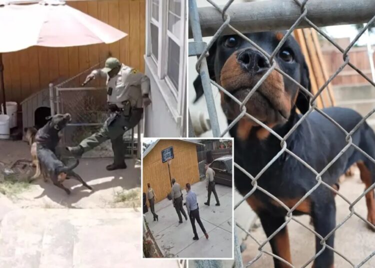 SoCal cop kills beloved family dog during botched search for suspect: ‘She died slowly’