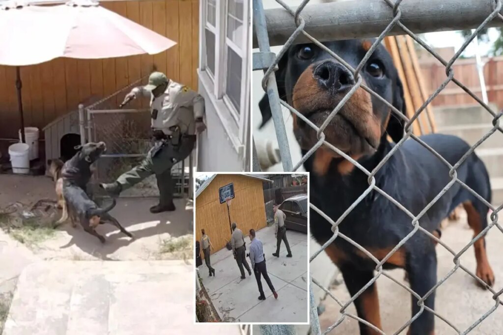 SoCal cop kills beloved family dog during botched search for suspect: ‘She died slowly’
