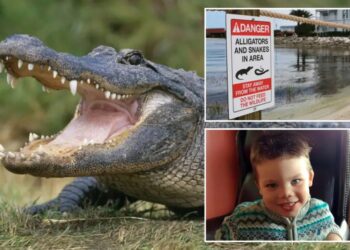 More than 400 alligators removed from Disney World since toddler’s tragic death in 2016
