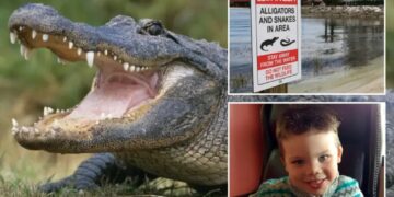 More than 400 alligators removed from Disney World since toddler’s tragic death in 2016