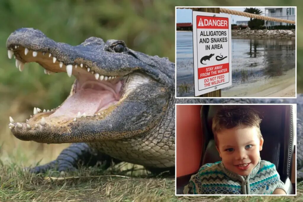 More than 400 alligators removed from Disney World since toddler’s tragic death in 2016