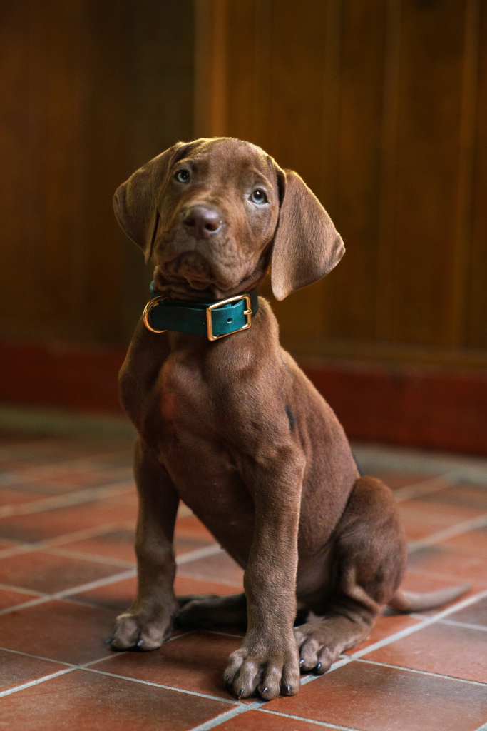 Scooby on the set of Scooby-Doo: Origins season 1.