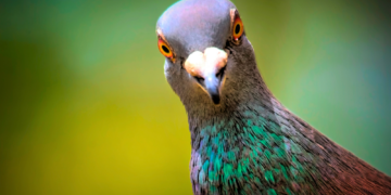 Scientists May Have Finally Figured Out How Pigeons Are So Good at Directions