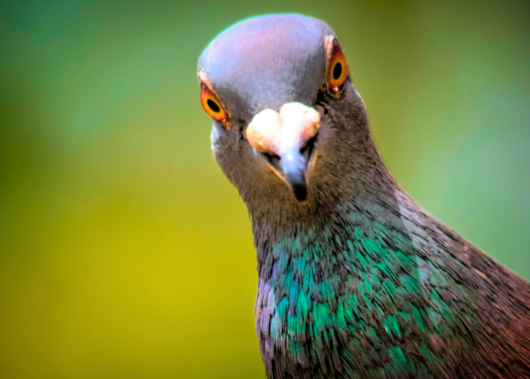 Scientists May Have Finally Figured Out How Pigeons Are So Good at Directions