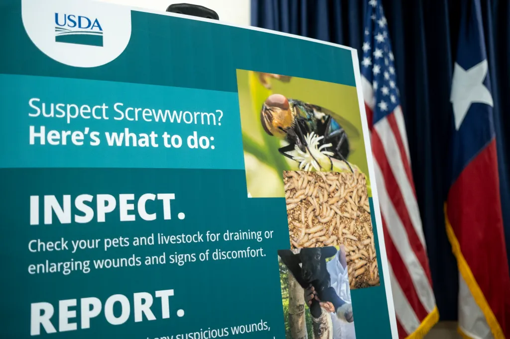A poster on New World Screwworm prevention showing a fly, maggots, and a lamb, with 