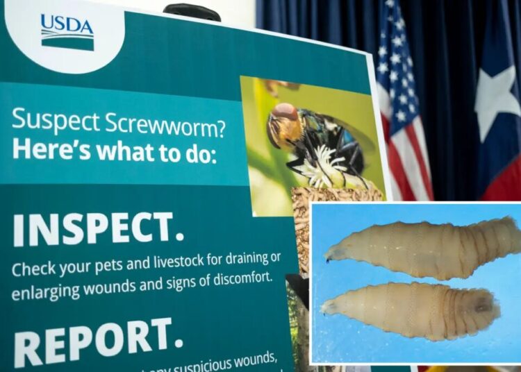 FDA approves emergency use of drug to treat deadly, flesh-eating parasite attacking dogs and cats