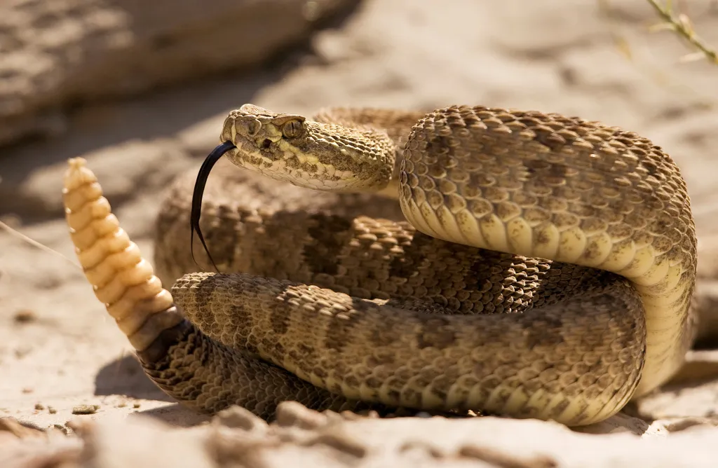 Prairie rattlesnake with its tail raised in warning, flicking its tongue.