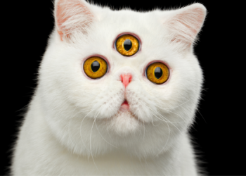 A Psychic Cat Is Beating Human Experts at Predicting World Cup Matches