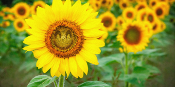 Psychologists Say This Simple Habit Can Make You a Much Happier Person