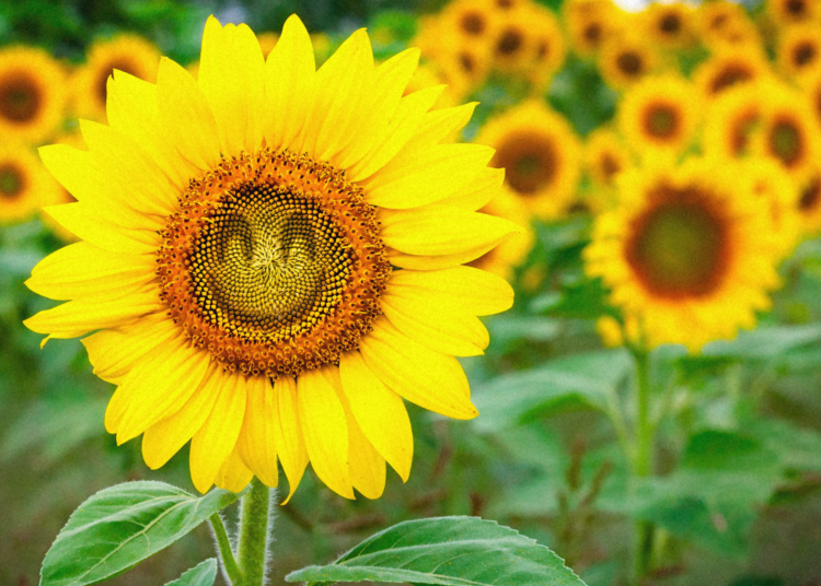 Psychologists Say This Simple Habit Can Make You a Much Happier Person