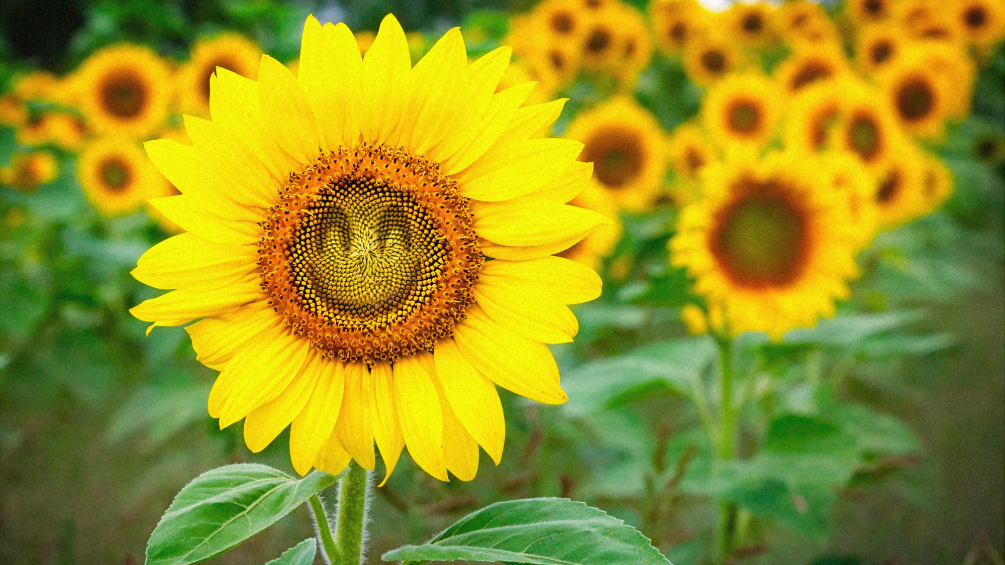 Psychologists Say This Simple Habit Can Make You a Much Happier Person