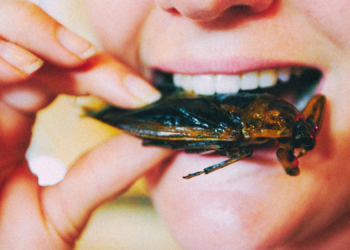 Researchers Discovered People Are Weirdly Chill About Eating Bugs