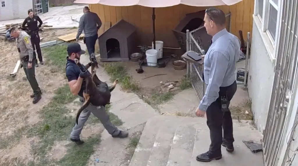 A San Bernardino County Sheriff's Department deputy carrying a dead Rottweiler in a fenced backyard as other officers look on.