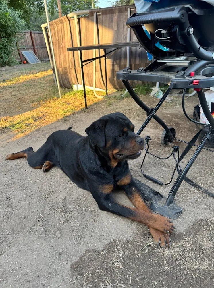 Rottweiler named Daisy lying on the ground next to a grill.