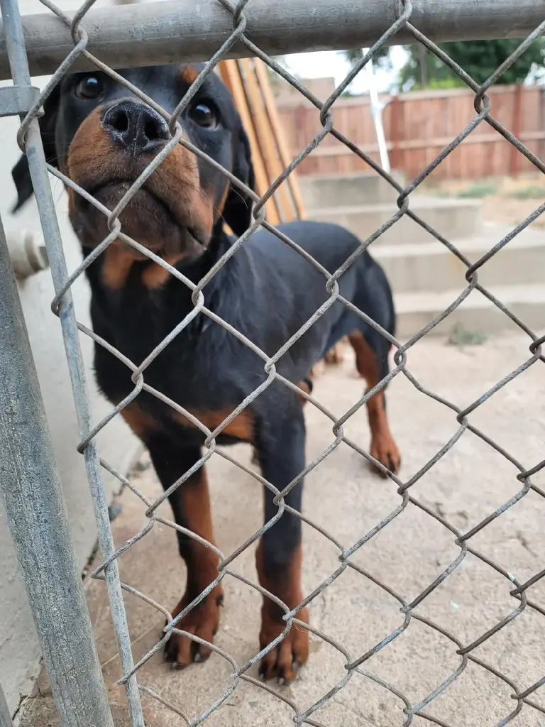 Daisy the Rottweiler looking through a chain-link fence.