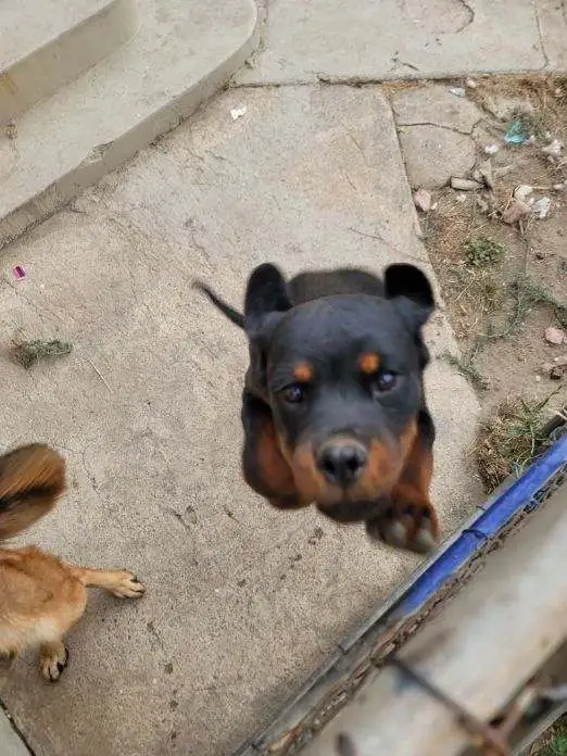 Daisy, a Rottweiler that was fatally shot by a San Bernardino County Sheriff's Department deputy.