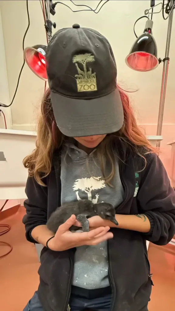 Person in a San Francisco Zoo hat holding a penguin chick under red heat lamps.