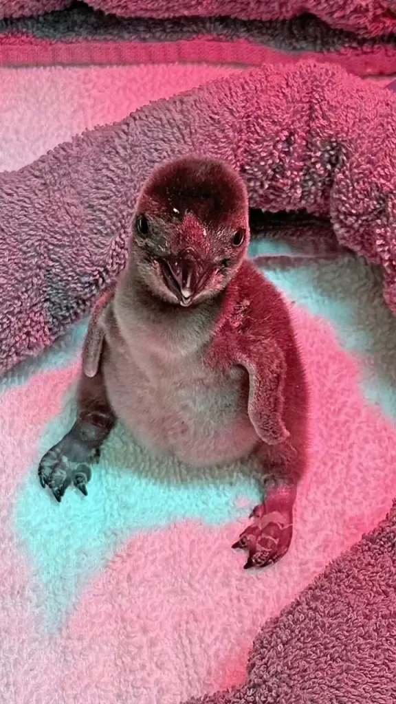 A fluffy baby penguin under red and blue heat lamps.