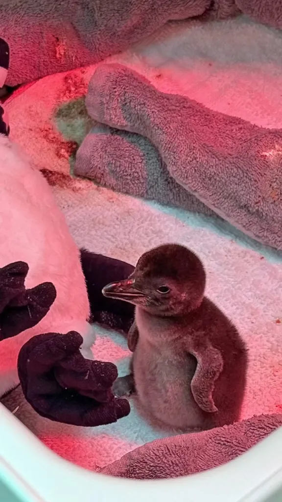 A San Francisco Zoo penguin chick under a red heat lamp.