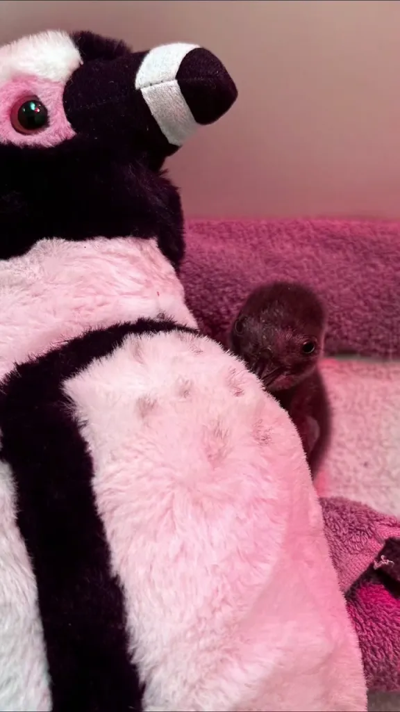 A baby penguin chick, under a red heat lamp, peeks from behind a stuffed penguin toy.