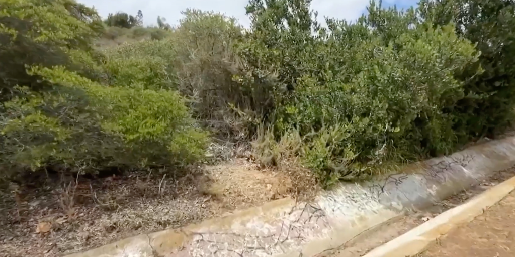 Overgrown bushes next to a concrete drainage ditch.