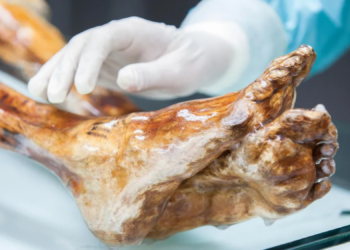 Why Scientists Used a 5,000-Year-Old Mummy to Bake Freaky Sourdough Bread