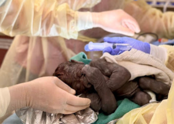 Endangered Gorilla Mom and Her Baby Saved by Zoo Veterinarians With Rare Emergency Surgery