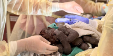 Endangered Gorilla Mom and Her Baby Saved by Zoo Veterinarians With Rare Emergency Surgery