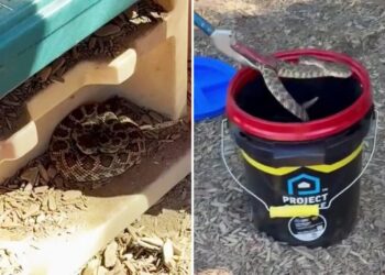 Vicious rattlesnake goes berserk after child spots it in preschool playhouse
