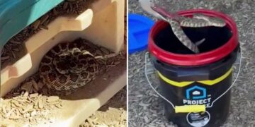 Vicious rattlesnake goes berserk after child spots it in preschool playhouse