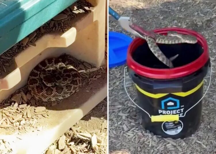Vicious rattlesnake goes berserk after child spots it in preschool playhouse