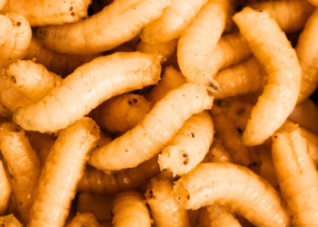 A Major Difference Between Neanderthals and Ancient Humans? Chowing Down on Maggots.