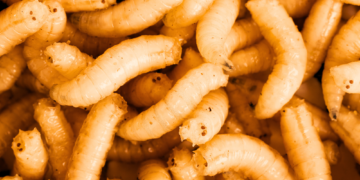 A Major Difference Between Neanderthals and Ancient Humans? Chowing Down on Maggots.
