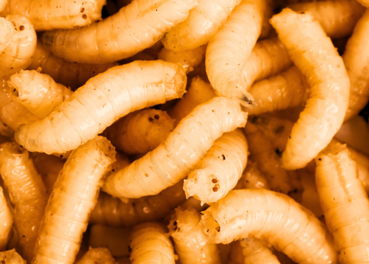 A Major Difference Between Neanderthals and Ancient Humans? Chowing Down on Maggots.